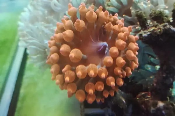 REEF DREAMS AKVARYUM - Resim 16