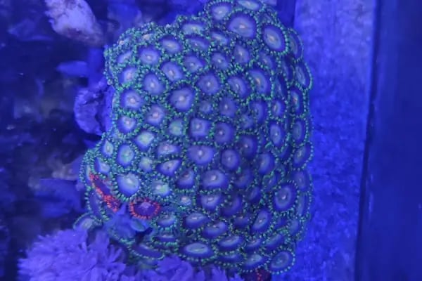 REEF DREAMS AKVARYUM - Resim 14