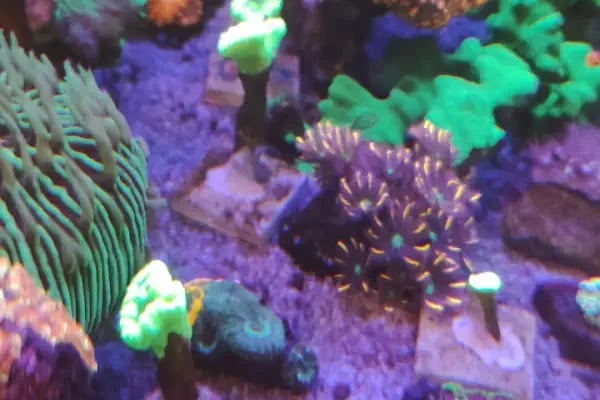 REEF DREAMS AKVARYUM - Resim 6