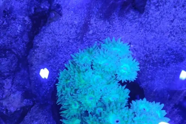 REEF DREAMS AKVARYUM - Resim 1