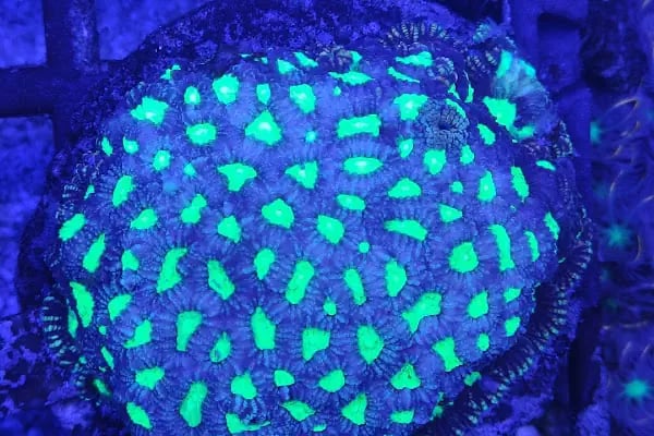 REEF DREAMS AKVARYUM - Resim 15