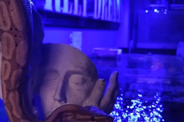 REEF DREAMS AKVARYUM - Resim 5