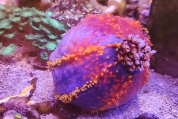 REEF DREAMS AKVARYUM - Resim 10