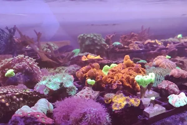 REEF DREAMS AKVARYUM - Resim 17