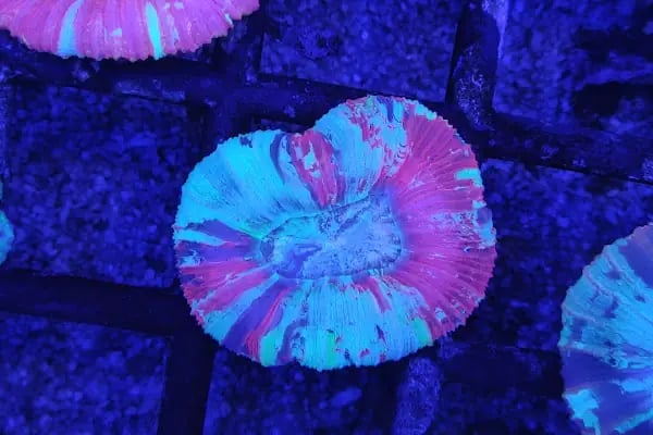 REEF DREAMS AKVARYUM - Resim 7