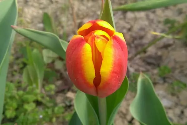 Kürden Mahallesi Çocuk Parkı - Resim 8