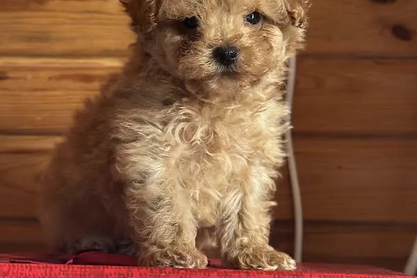Sakarya Hayvanat bahçesi ve Pet Shop (Dupha Pets) - Resim 11