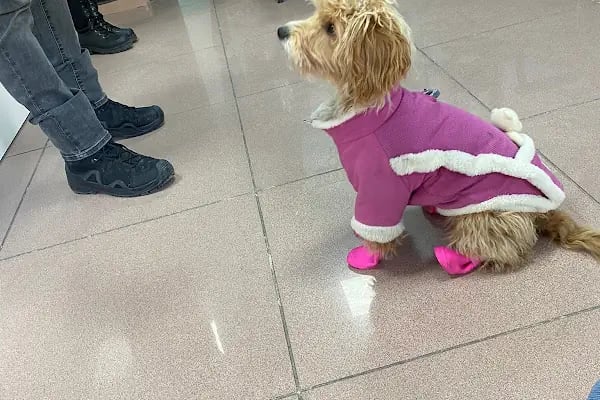 Sanatoryum Veteriner Kliniği - Resim 3