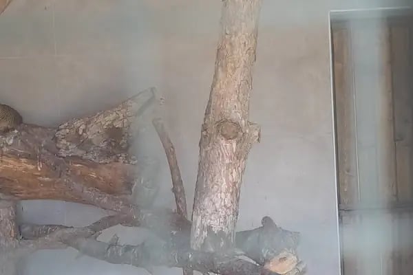 Gürsu Belediyesi Hayvan Bakım ve Rehabilitasyon Merkezi - Resim 14