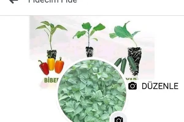 Fide fidecim - Resim 1