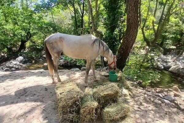 Oleo Camping - Kazdağları (TrolTunga) - Resim 4