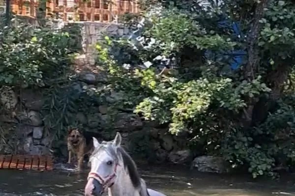 Oleo Camping - Kazdağları (TrolTunga) - Resim 16