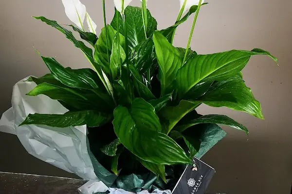 Flowerbox Çiçek Tasarım - Resim 14