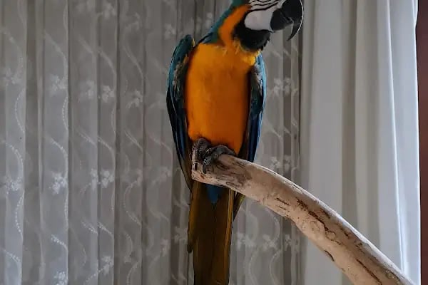 Blue Pet Shop (GÜLLÜK) - Resim 8