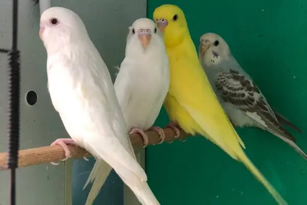 Blue Pet Shop (GÜLLÜK) - Resim 10