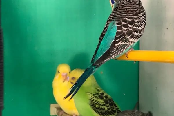 Blue Pet Shop (GÜLLÜK) - Resim 7