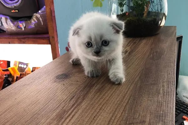 Blue Pet Shop (GÜLLÜK) - Resim 5
