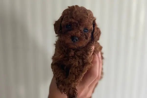 Blue Pet Shop (GÜLLÜK) - Resim 9