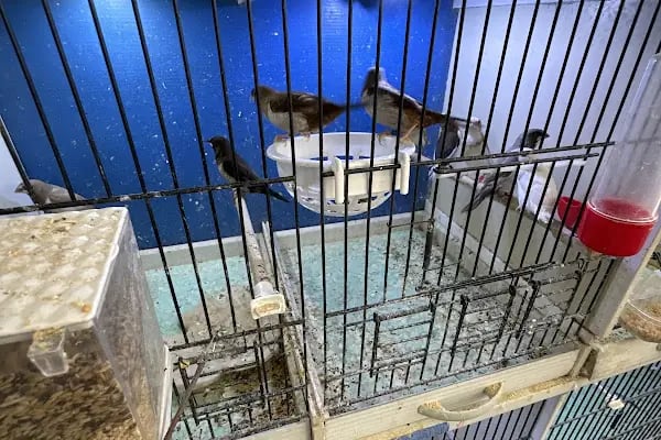 PetJax Petshop &amp; Pet Kuaför Alo Mama - Resim 4