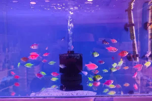 PetJax Petshop &amp; Pet Kuaför Alo Mama - Resim 3