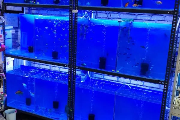 PetJax Petshop &amp; Pet Kuaför Alo Mama - Resim 7