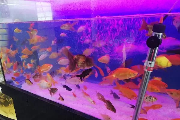 PetJax Petshop &amp; Pet Kuaför Alo Mama - Resim 9