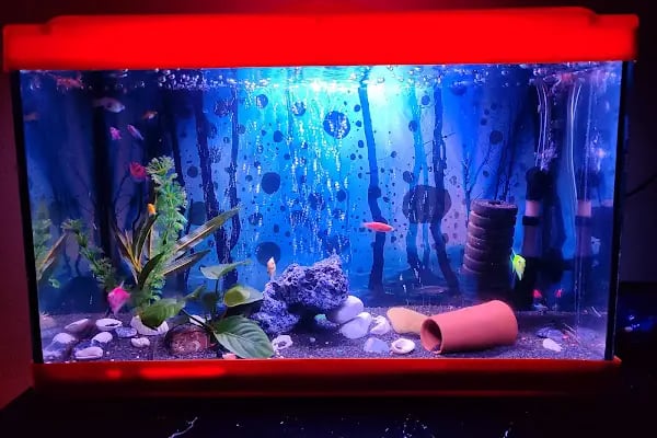 PetJax Petshop &amp; Pet Kuaför Alo Mama - Resim 6