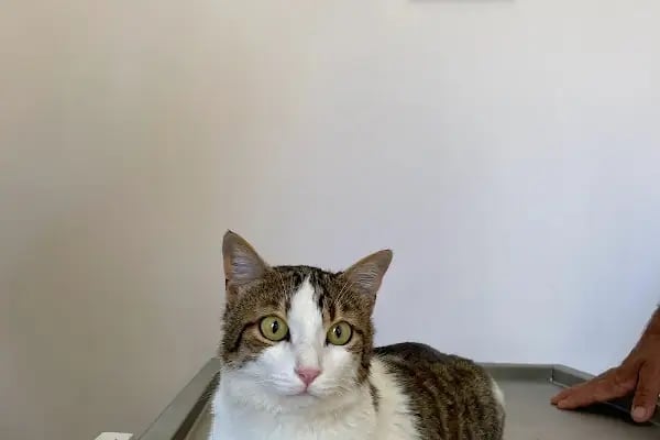 Özel Demre Park Pati Veteriner Kliniği - Resim 14
