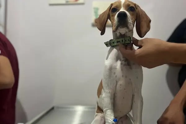 Özel Demre Park Pati Veteriner Kliniği - Resim 5