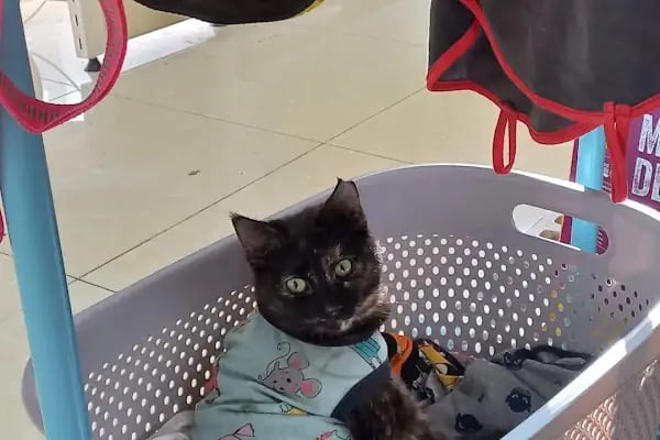 Ulukent Petshop 35 - Resim 3