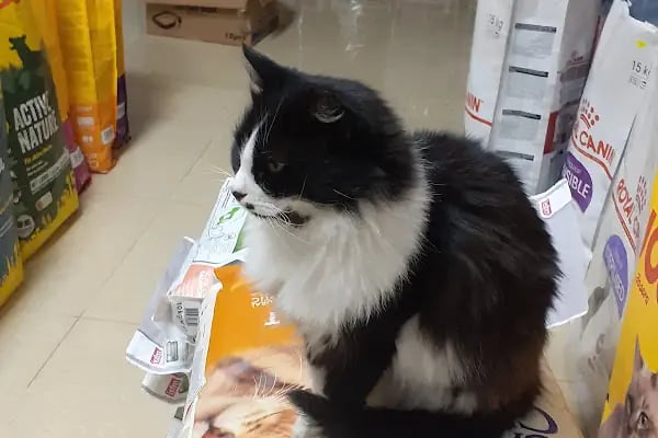 Ulukent Petshop 35 - Resim 19