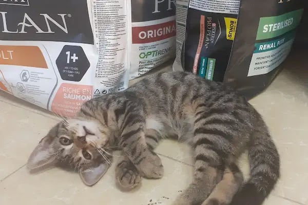 Ulukent Petshop 35 - Resim 17