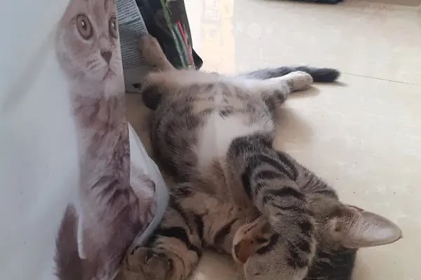 Ulukent Petshop 35 - Resim 5