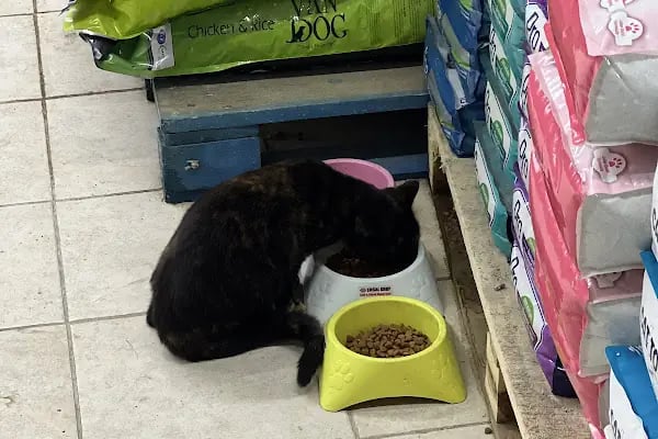 Ulukent Petshop 35 - Resim 7