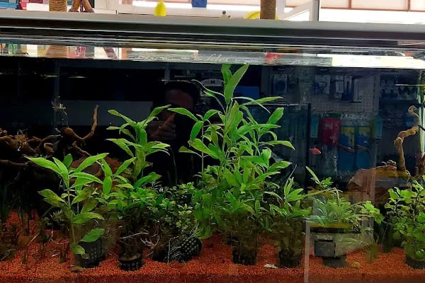 Mirvona Petshop Konya - Resim 6