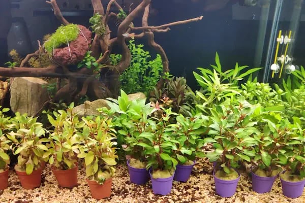Mirvona Petshop Konya - Resim 16