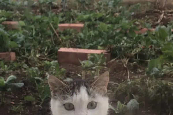 Çerkezköy VetPlus Veteriner Kliniği - Resim 10