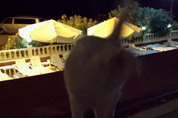 Turgutreis Aşiyan Apart Otel - Resim 18