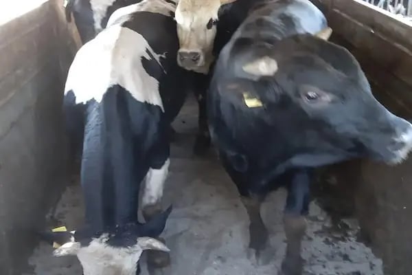 Bayındır ŞIK Kasap - Resim 6