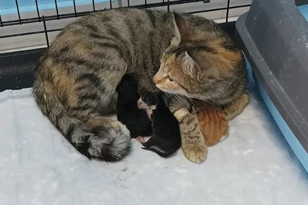 Venüs Veteriner Kliniği - Resim 11