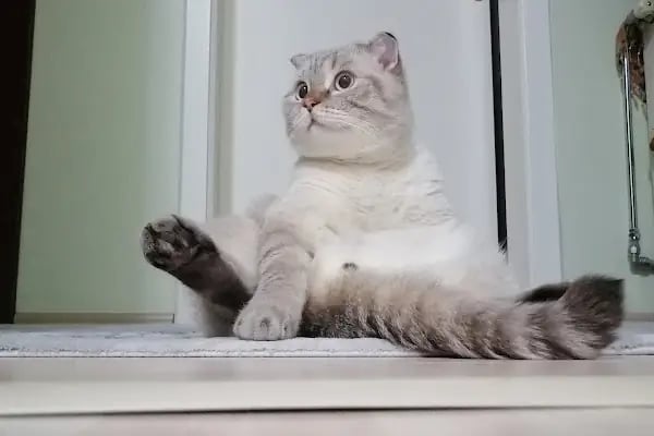 Venüs Veteriner Kliniği - Resim 12