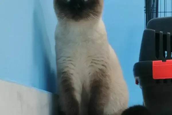 Venüs Veteriner Kliniği - Resim 8