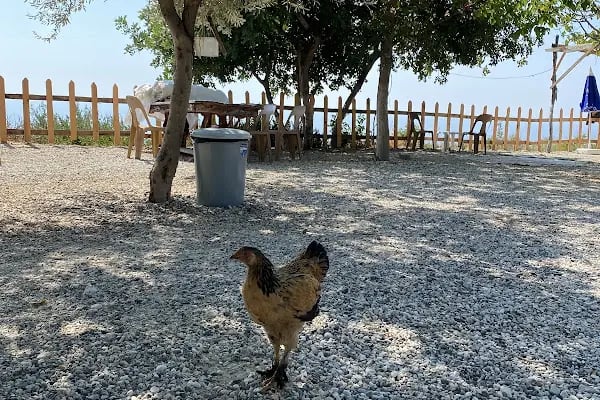 Arif’in Yeri Demre Camping - Resim 7