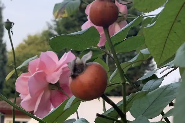 Sakarya 1. Organize Sanayi Bölgesi Bölge Müdürlüğü - Resim 10