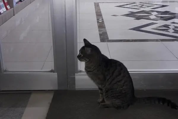 Tevhid Kitabevi, İstanbul, Bağcılar - Resim 4