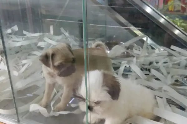 Coco's Pet Kuaför &amp; Pet Butik - Resim 9
