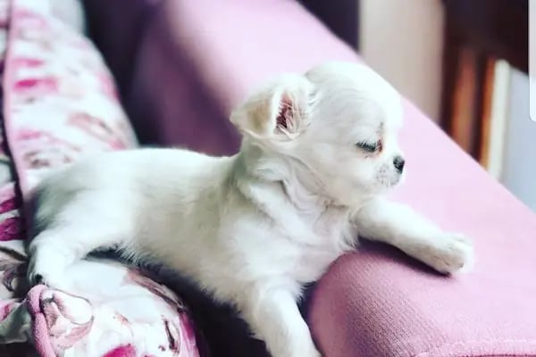 Coco's Pet Kuaför &amp; Pet Butik - Resim 8