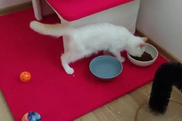 Coco's Pet Kuaför &amp; Pet Butik - Resim 14