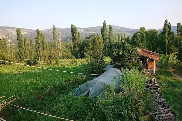 Alcı - Resim 3