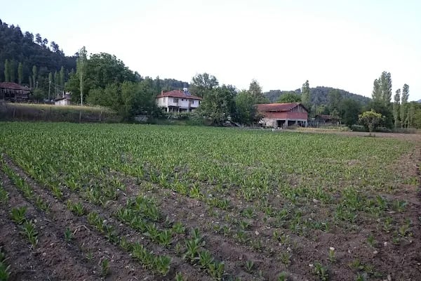 Alcı - Resim 6